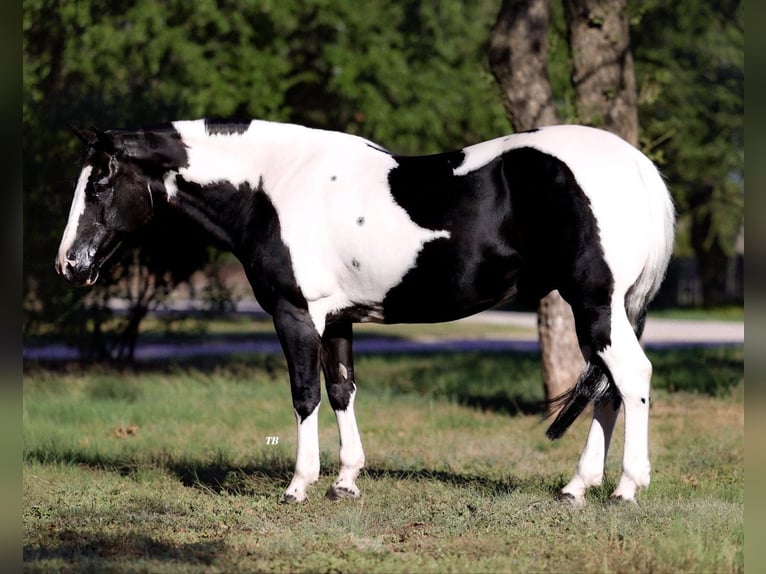 American Quarter Horse Wallach 12 Jahre 145 cm Tobiano-alle-Farben in Lipan, TX