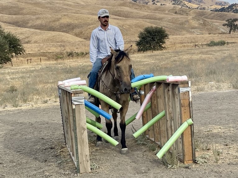 American Quarter Horse Wallach 12 Jahre 147 cm Buckskin in Paicines CA