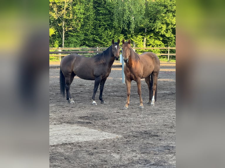 American Quarter Horse Wallach 12 Jahre 147 cm Dunkelbrauner in Sassenberg