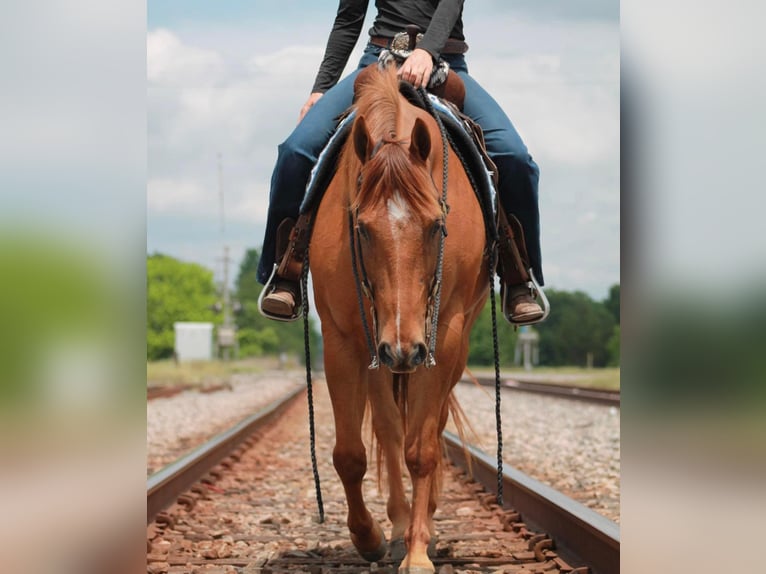 American Quarter Horse Wallach 12 Jahre 147 cm Dunkelfuchs in Huntsville TX