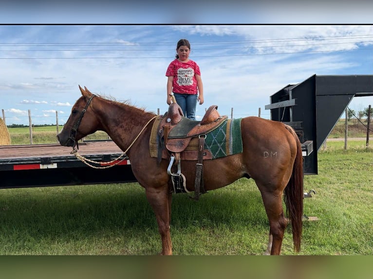 American Quarter Horse Wallach 12 Jahre 147 cm Dunkelfuchs in Elk City OK