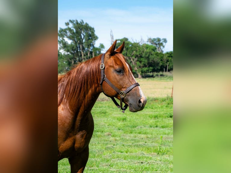 American Quarter Horse Wallach 12 Jahre 147 cm Dunkelfuchs in Elk City OK