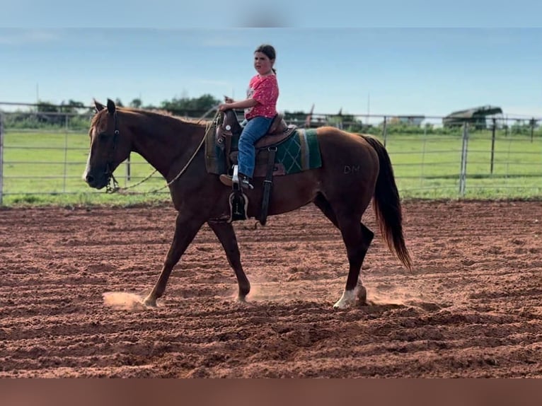 American Quarter Horse Wallach 12 Jahre 147 cm Dunkelfuchs in Elk City OK