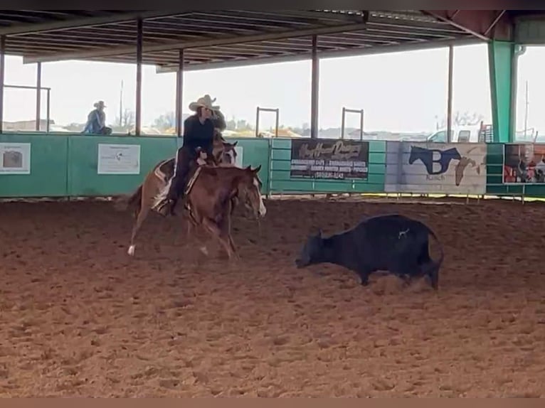 American Quarter Horse Wallach 12 Jahre 147 cm Dunkelfuchs in Elk City OK
