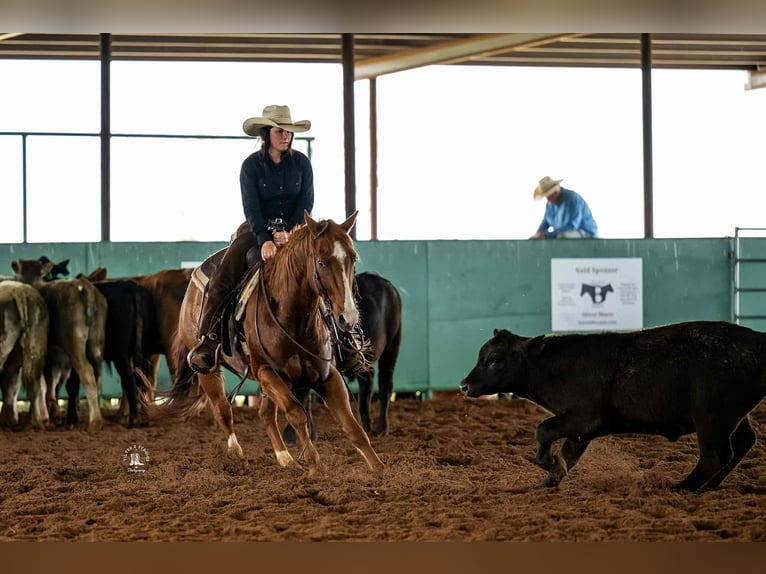 American Quarter Horse Wallach 12 Jahre 147 cm Dunkelfuchs in Elk City OK