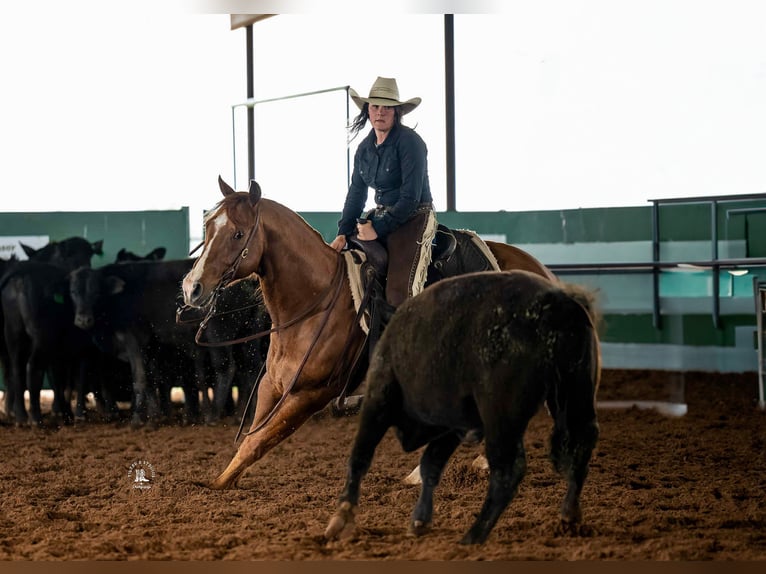 American Quarter Horse Wallach 12 Jahre 147 cm Dunkelfuchs in Elk City OK