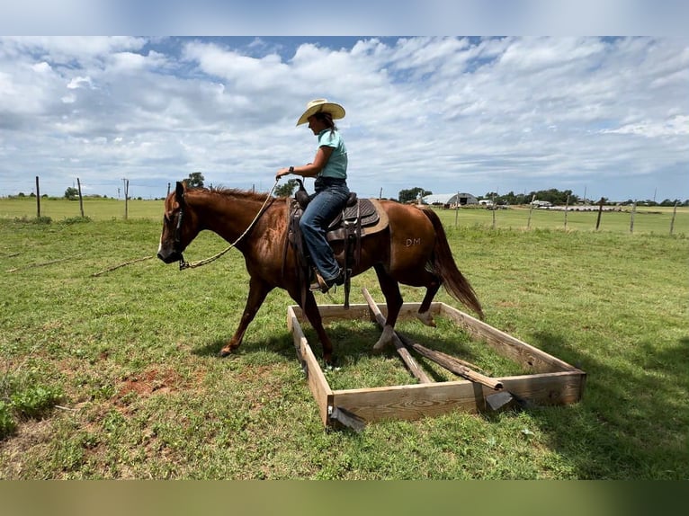 American Quarter Horse Wallach 12 Jahre 147 cm Dunkelfuchs in Elk City OK