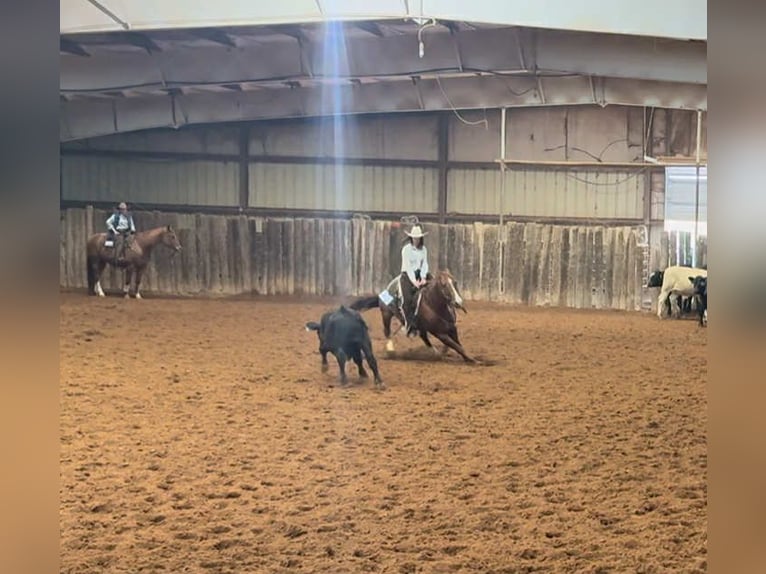 American Quarter Horse Wallach 12 Jahre 147 cm Dunkelfuchs in Elk City OK