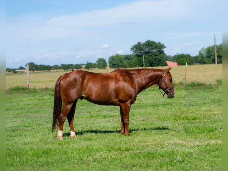 American Quarter Horse Wallach 12 Jahre 147 cm Dunkelfuchs in Elk City OK