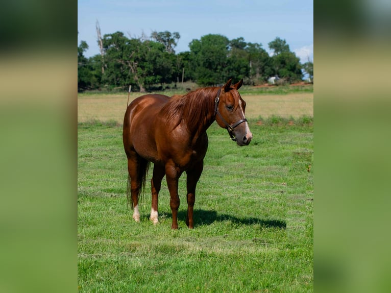 American Quarter Horse Wallach 12 Jahre 147 cm Dunkelfuchs in Elk City OK