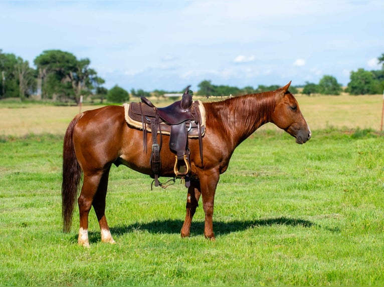 American Quarter Horse Wallach 12 Jahre 147 cm Dunkelfuchs in Elk City OK