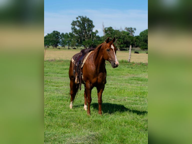 American Quarter Horse Wallach 12 Jahre 147 cm Dunkelfuchs in Elk City OK
