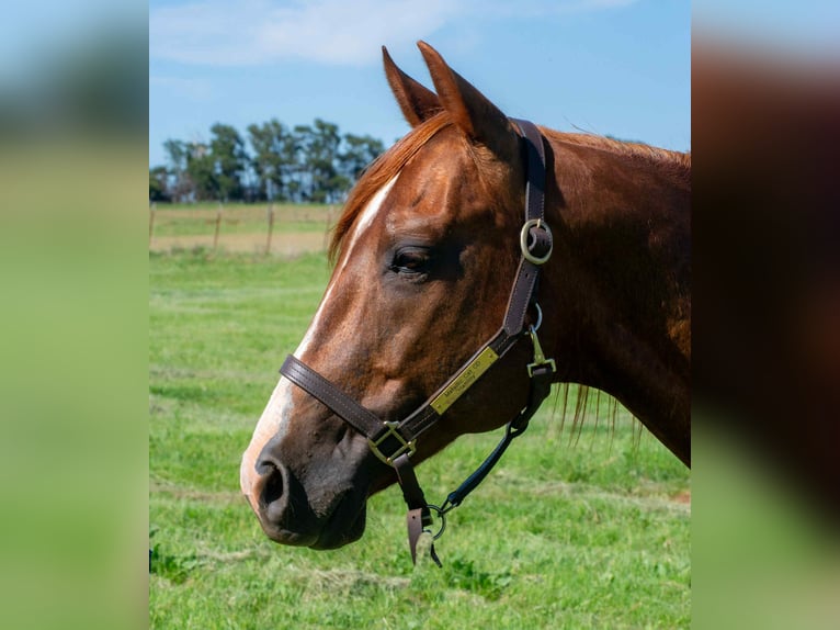 American Quarter Horse Wallach 12 Jahre 147 cm Dunkelfuchs in Elk City OK