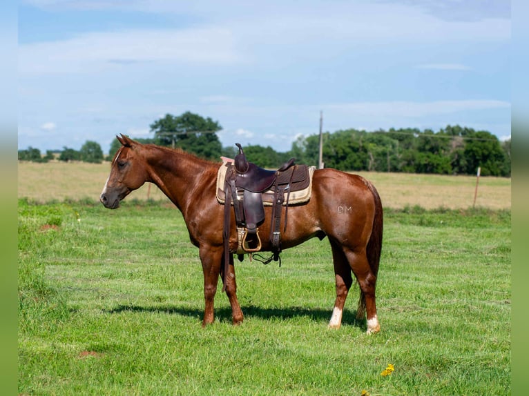 American Quarter Horse Wallach 12 Jahre 147 cm Dunkelfuchs in Elk City OK