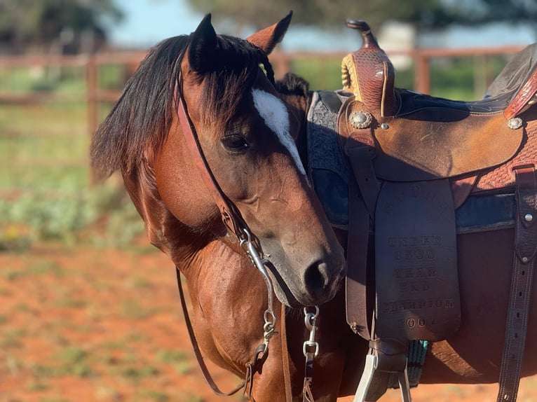 American Quarter Horse Wallach 12 Jahre 147 cm Dunkelfuchs in Elk City OK