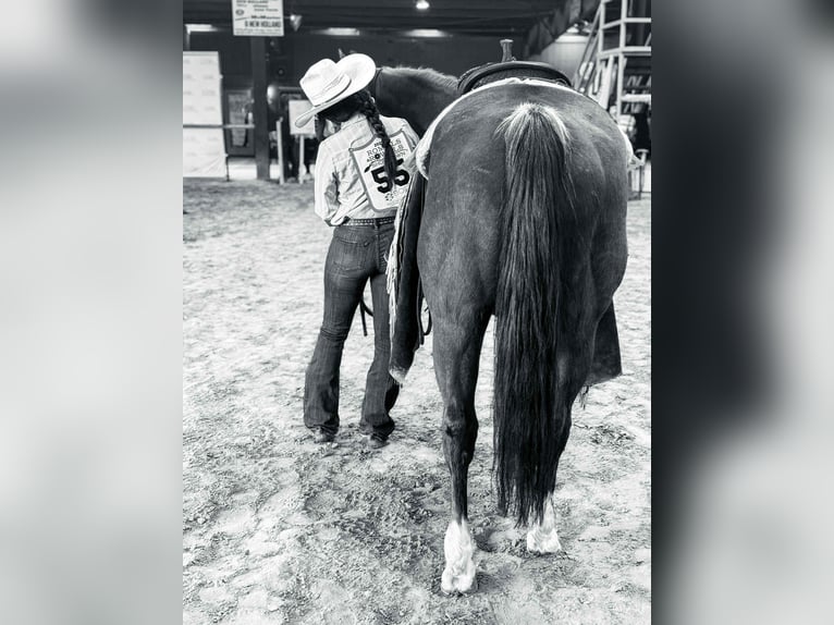 American Quarter Horse Wallach 12 Jahre 147 cm Dunkelfuchs in Elk City OK
