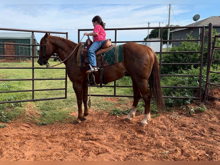 American Quarter Horse Wallach 12 Jahre 147 cm Dunkelfuchs in Elk City OK