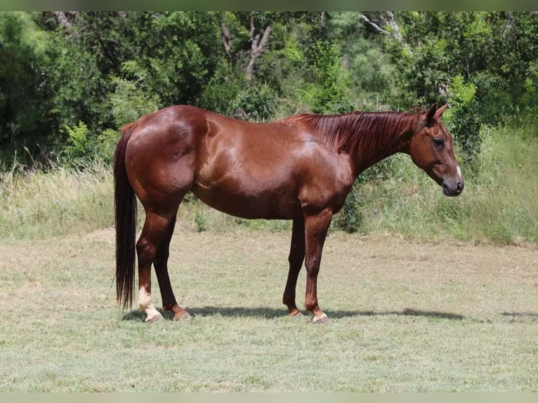 American Quarter Horse Wallach 12 Jahre 147 cm Dunkelfuchs in Lipan TX