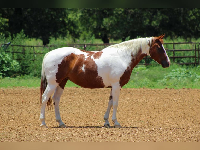 American Quarter Horse Wallach 12 Jahre 147 cm Dunkelfuchs in Stephenville tX
