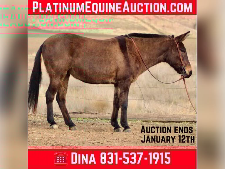 American Quarter Horse Wallach 12 Jahre 147 cm Grullo in Paicines CA