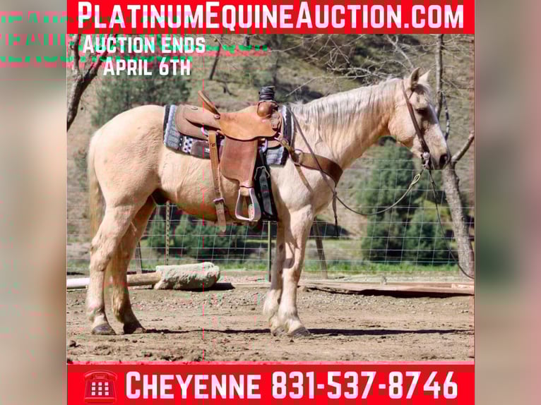 American Quarter Horse Wallach 12 Jahre 147 cm Palomino in Bitterwater CA