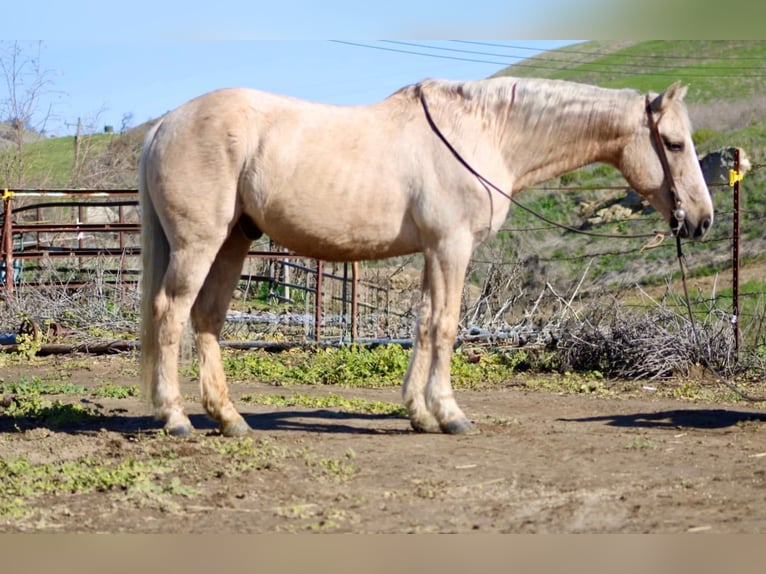 American Quarter Horse Wallach 12 Jahre 147 cm Palomino in Bitterwater CA