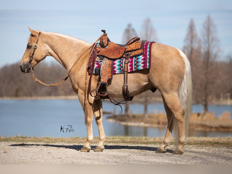 American Quarter Horse Wallach 12 Jahre 147 cm Palomino in Robards, KY