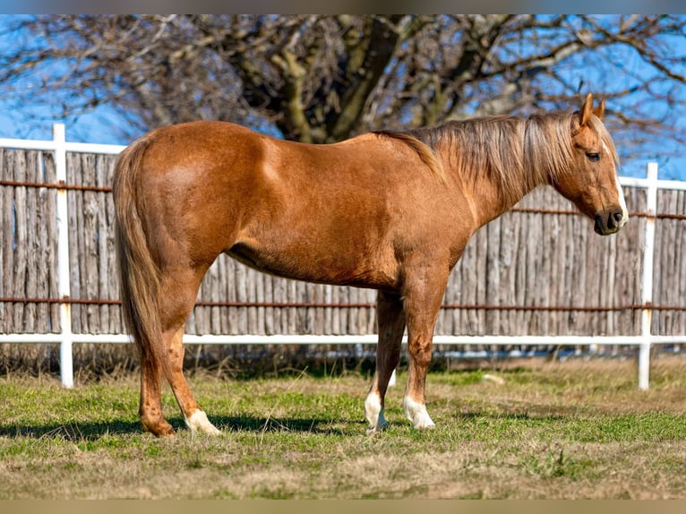 American Quarter Horse Wallach 12 Jahre 147 cm Palomino in Weatherford TX