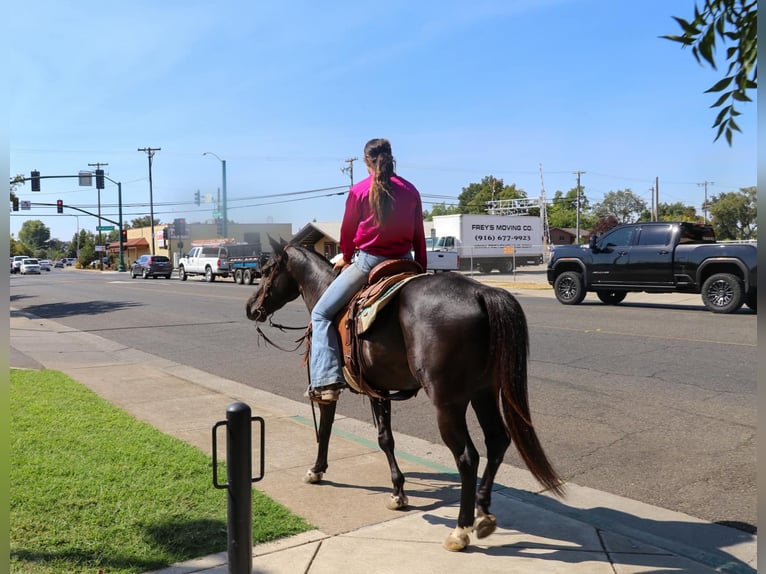 American Quarter Horse Wallach 12 Jahre 147 cm Rappe in Pleasant Grove CA