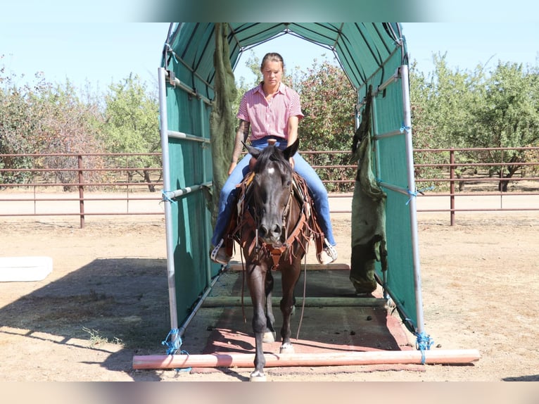 American Quarter Horse Wallach 12 Jahre 147 cm Rappe in Pleasant Grove CA