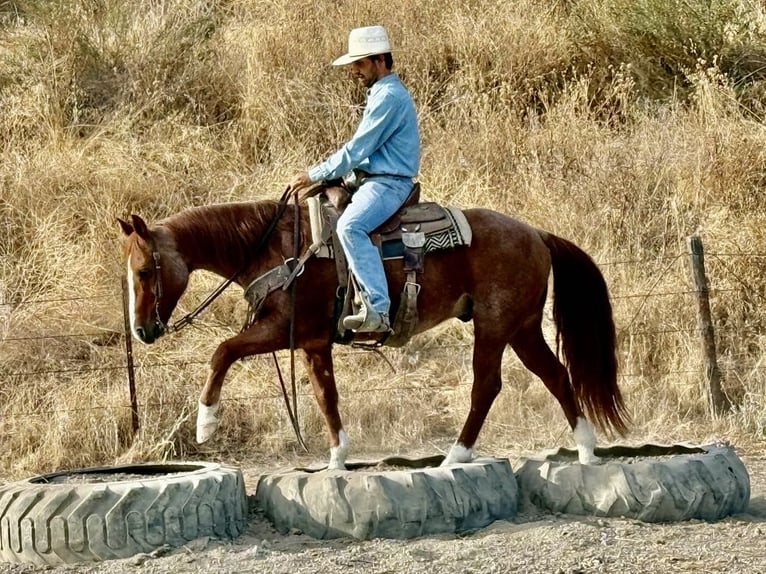 American Quarter Horse Wallach 12 Jahre 147 cm Roan-Red in Paicines CA