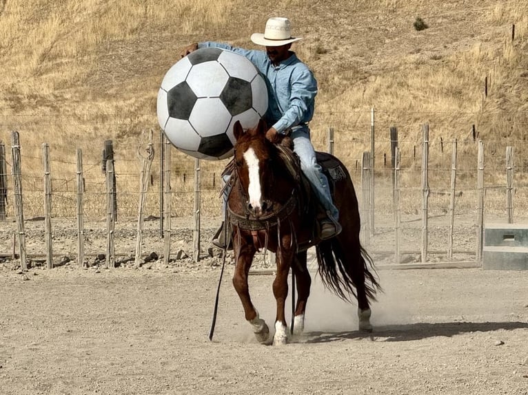 American Quarter Horse Wallach 12 Jahre 147 cm Roan-Red in Paicines CA