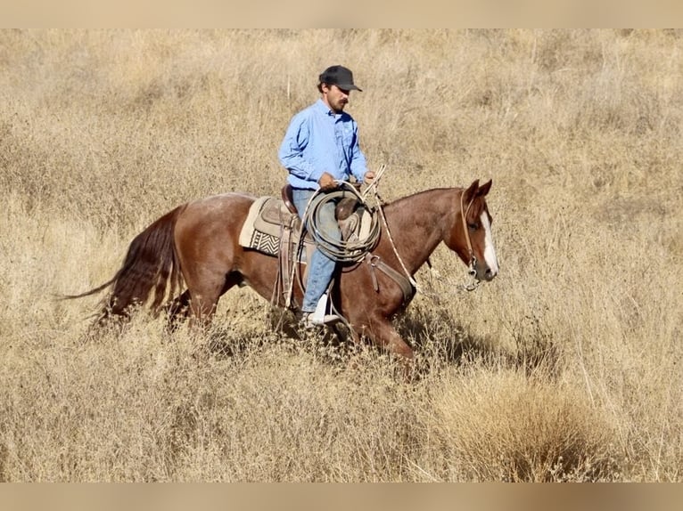 American Quarter Horse Wallach 12 Jahre 147 cm Roan-Red in Paicines CA