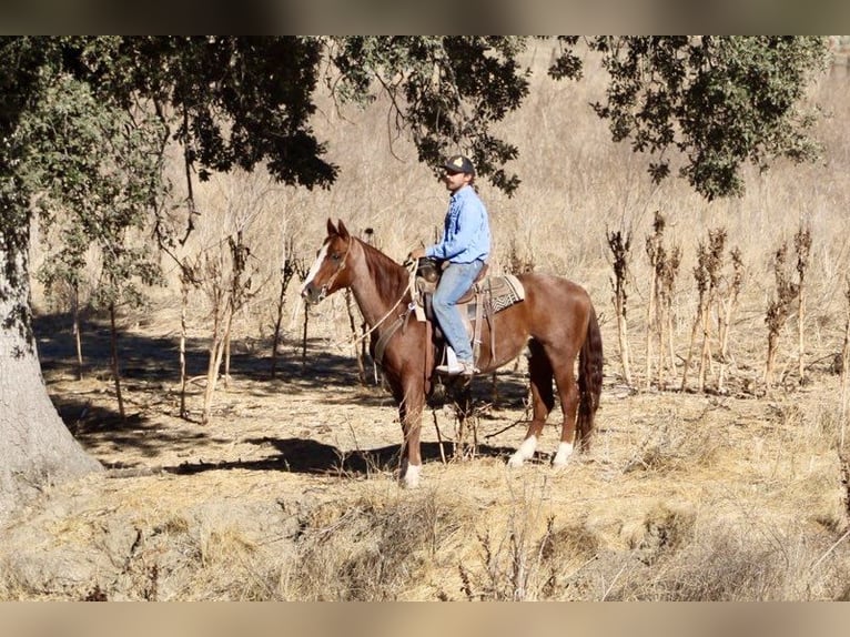 American Quarter Horse Wallach 12 Jahre 147 cm Roan-Red in Paicines CA