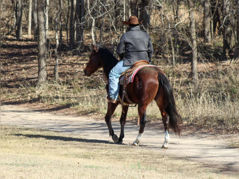 American Quarter Horse Wallach 12 Jahre 147 cm Rotbrauner in Stephenville