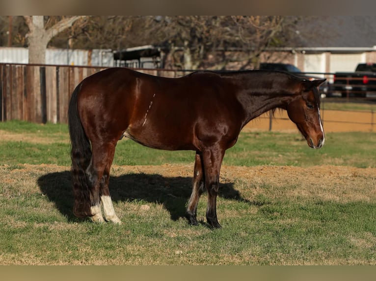 American Quarter Horse Wallach 12 Jahre 147 cm Rotbrauner in Stephenville