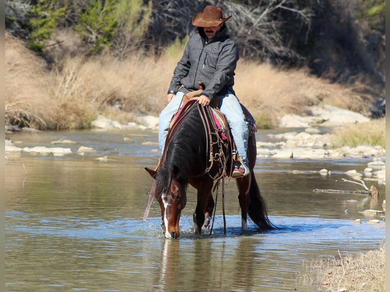American Quarter Horse Wallach 12 Jahre 147 cm Rotbrauner in Stephenville
