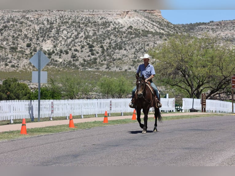 American Quarter Horse Wallach 12 Jahre 147 cm Rotbrauner in Camp Verde AZ