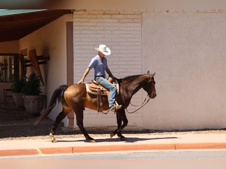 American Quarter Horse Wallach 12 Jahre 147 cm Rotbrauner in Camp Verde AZ