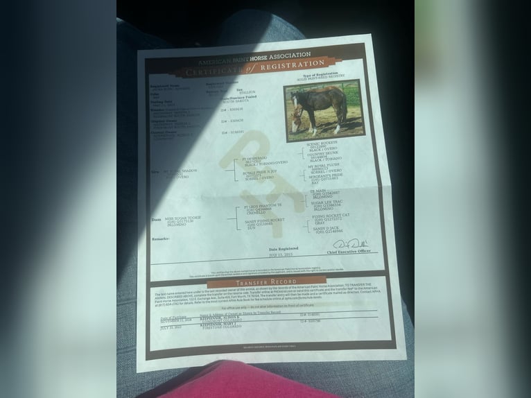 American Quarter Horse Wallach 12 Jahre 147 cm Rotbrauner in Camp Verde AZ