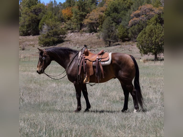 American Quarter Horse Wallach 12 Jahre 147 cm Rotbrauner in Camp Verde AZ