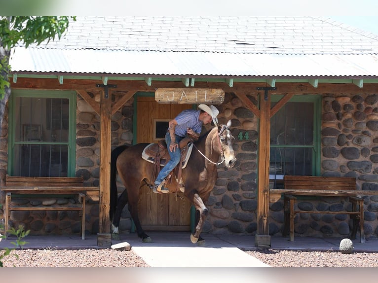 American Quarter Horse Wallach 12 Jahre 147 cm Rotbrauner in Camp Verde AZ