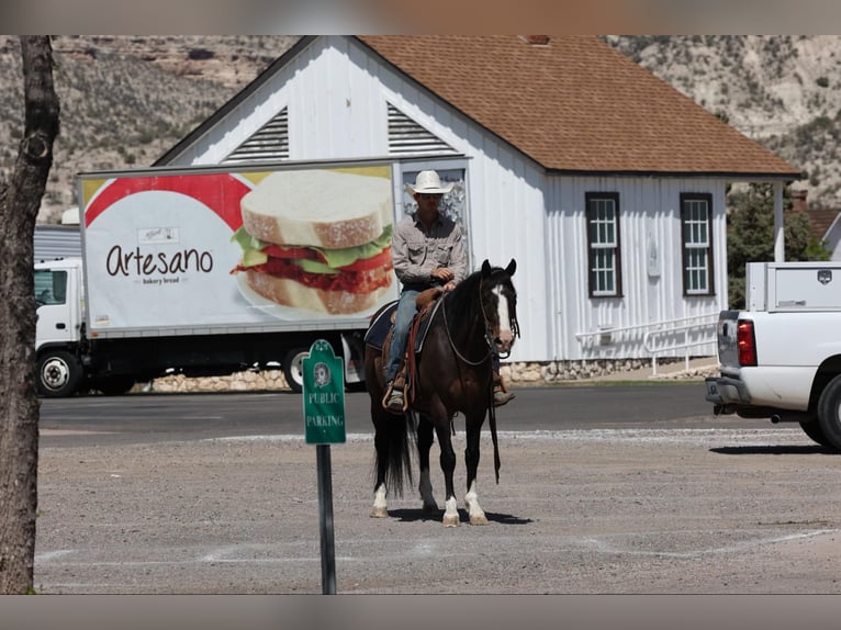 American Quarter Horse Wallach 12 Jahre 147 cm Rotbrauner in Camp Verde AZ