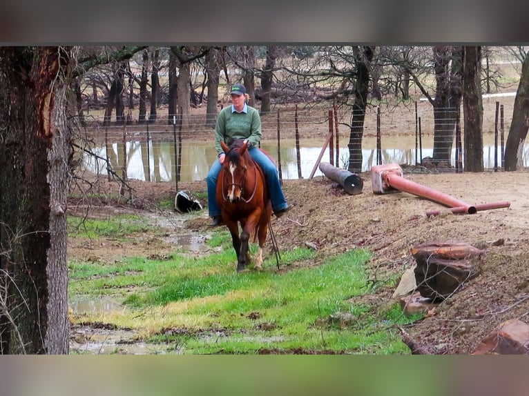 American Quarter Horse Wallach 12 Jahre 147 cm Rotbrauner in Stephenville TX