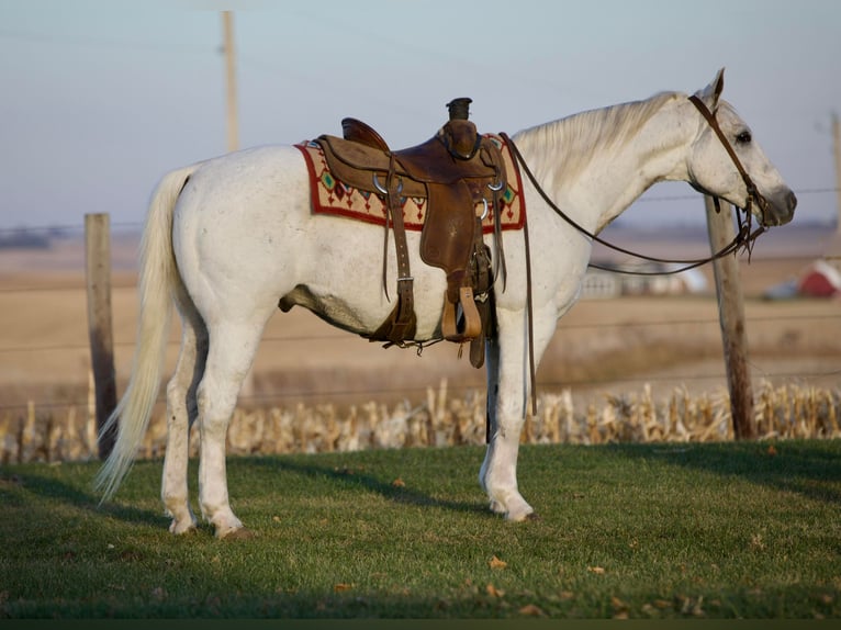 American Quarter Horse Wallach 12 Jahre 147 cm Schimmel in Bernard IA