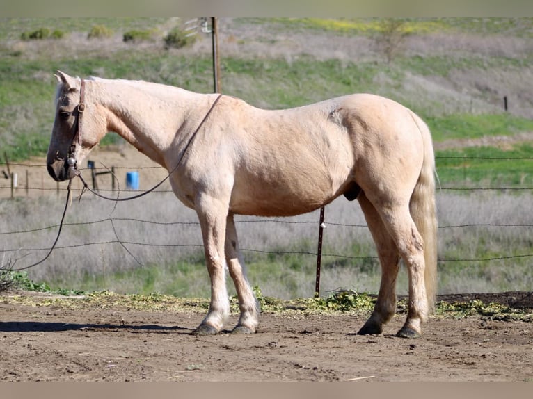 American Quarter Horse Wallach 12 Jahre 147 cm in Bitterwater CA