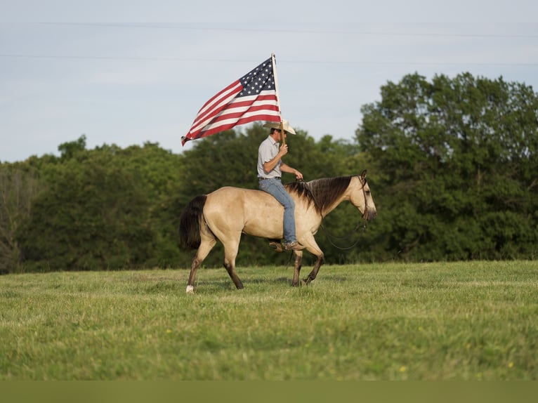 American Quarter Horse Wallach 12 Jahre 150 cm Buckskin in CANYON, TX