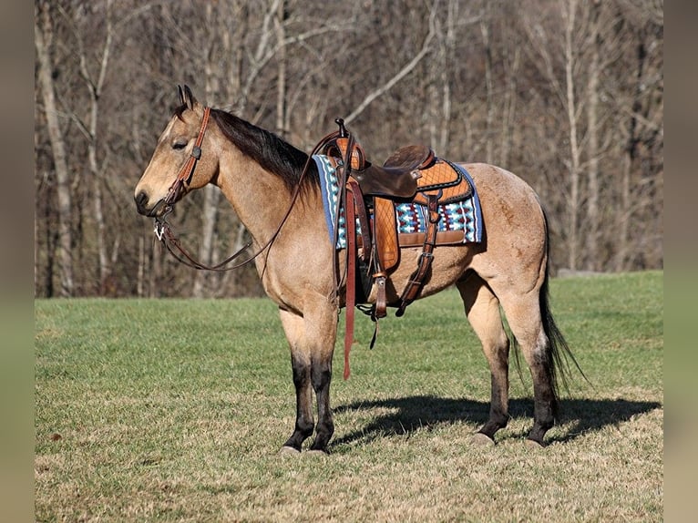 American Quarter Horse Wallach 12 Jahre 150 cm Buckskin in Mount Vernon