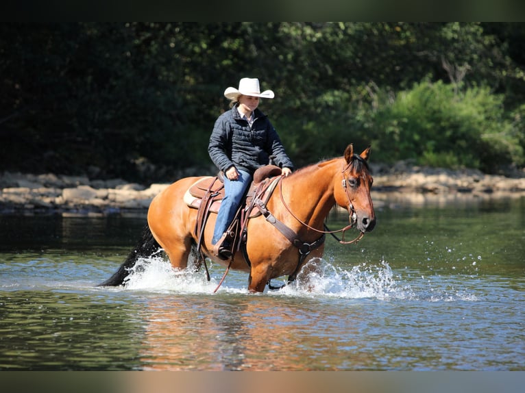 American Quarter Horse Wallach 12 Jahre 150 cm Buckskin in Clarion