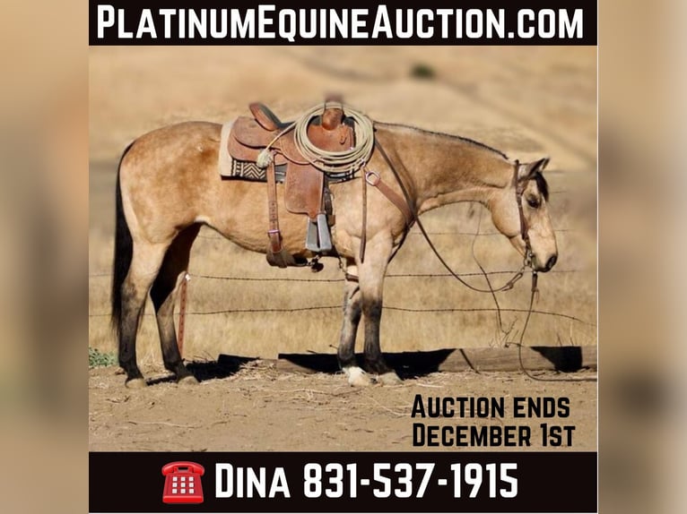 American Quarter Horse Wallach 12 Jahre 150 cm Buckskin in Paicines CA